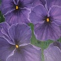 DSCF0270